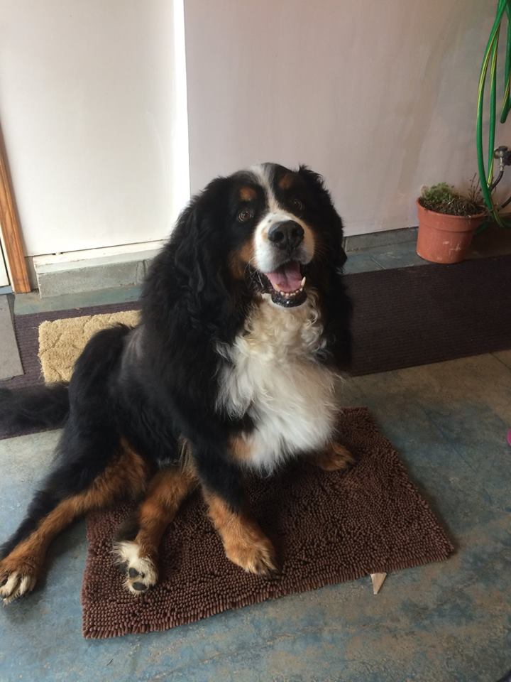 Gunnar Bernese Mountain Dog