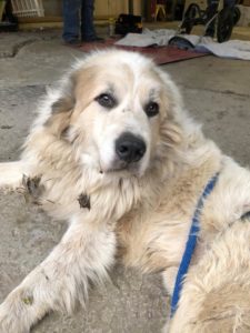 Pup the Great Pyrenees