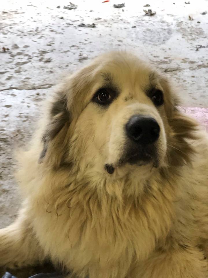 Pup the Great Pyrenees 