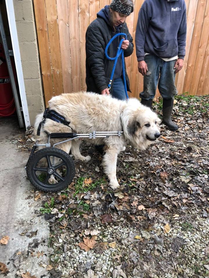 Pup the Great Pyrenees 