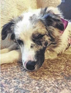 Blind and deaf Border Collie Hope, was featured in the Galion Inquirer 