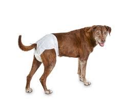 Female dog wearing a diaper