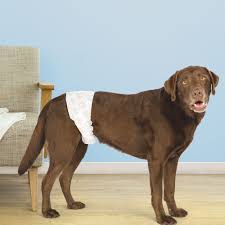 male dog wearing a diaper
