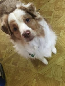 Australian Shepherd Brandy