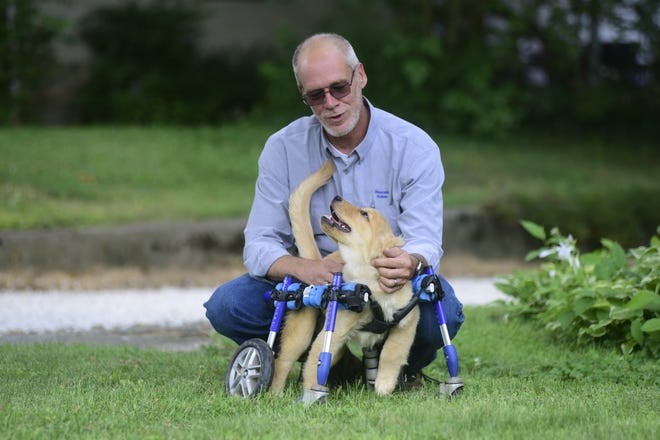 Mila wheelchair dog with John Lizotte of Rescued Rollers 