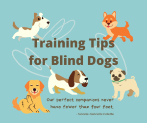 training tips for blind dogs
