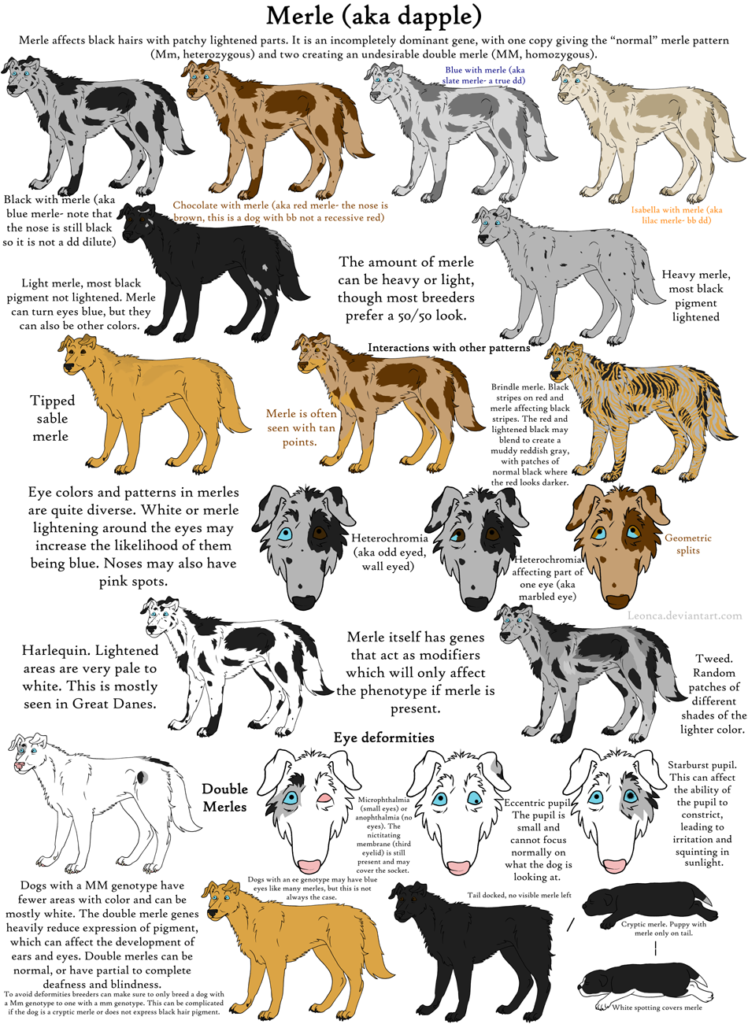 chart of merle coat color combinations