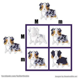 double merle chart 01