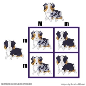 double merle genetic chart