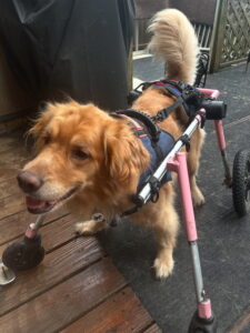 Mila, golden retriever dog in a pink wheelchair